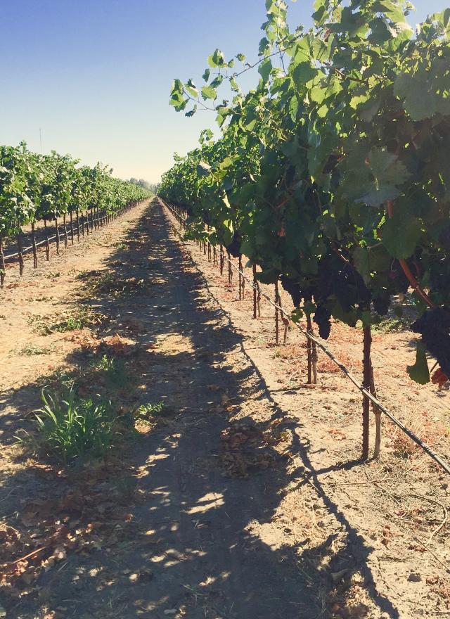 A photo of Brie Hunt's farm in Stockton, California