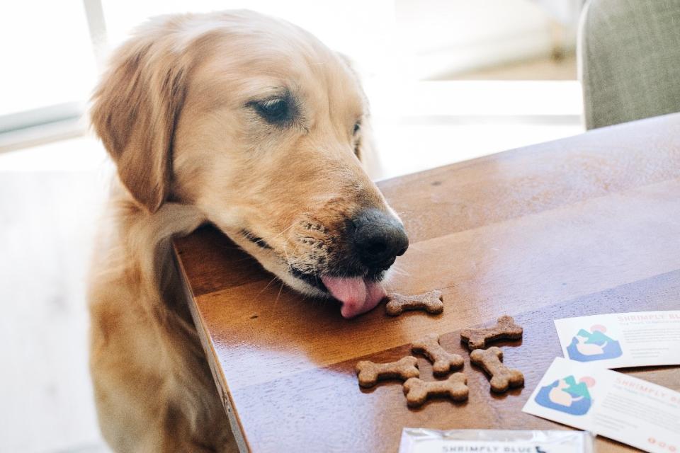 Shrimply Blue Dog Treats - photo courtesy of Jen Schmidt Photography